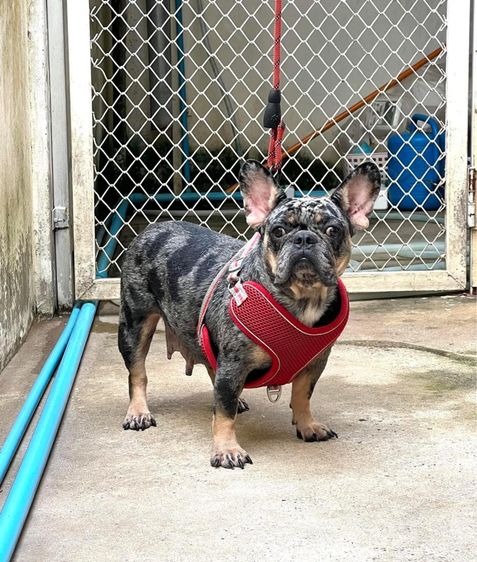 เฟรนช์บูลด็อก รูปที่ 2