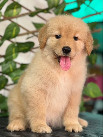 โกลเด้นรีทรีฟเวอร์ รูปที่ 2