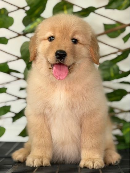 โกลเด้นรีทรีฟเวอร์ รูปที่ 3