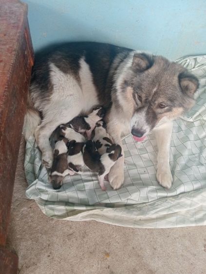 เปิดจองลูกสุนัขบางแก้วอายุ 2 สัปดาห์พร้อมรับไปเลี้ยง 45 วัน รูปที่ 3