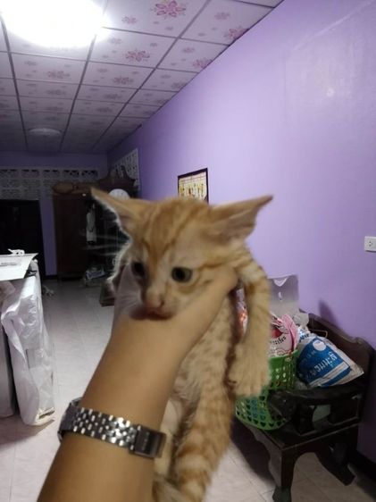 ลูกเเมวไทยผสมสก๊อตติ๊ด รูปที่ 3