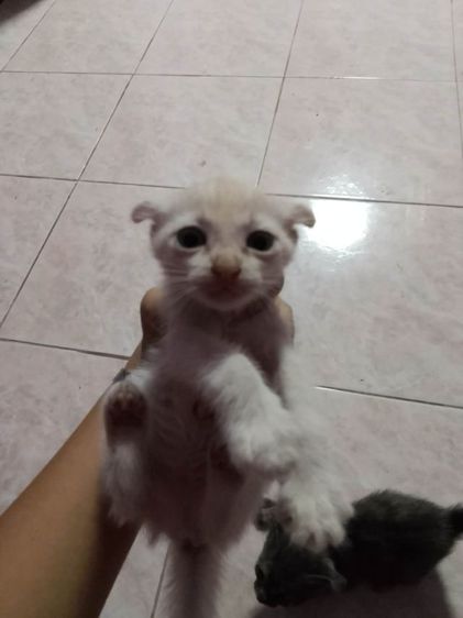 ลูกเเมวไทยผสมสก๊อตติ๊ด