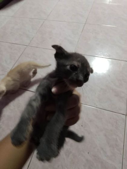 ลูกเเมวไทยผสมสก๊อตติ๊ด รูปที่ 2