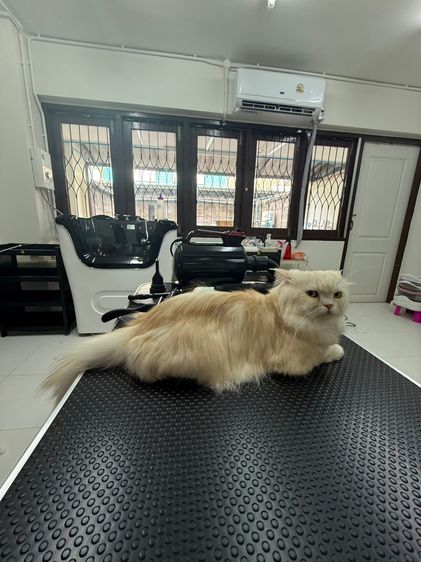 เซ้งด่วน ร้านโรงแรมแมว ขนาดใหญ่ ติด MRT ห้วยขวาง ใกล้มหาวิทยาลัยหอการค้า รูปที่ 7