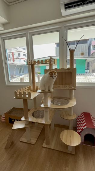 เซ้งด่วน ร้านโรงแรมแมว ขนาดใหญ่ ติด MRT ห้วยขวาง ใกล้มหาวิทยาลัยหอการค้า รูปที่ 4