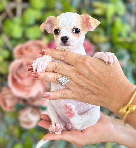 ขายลูกสุนัขชิวาวา รูปที่ 4