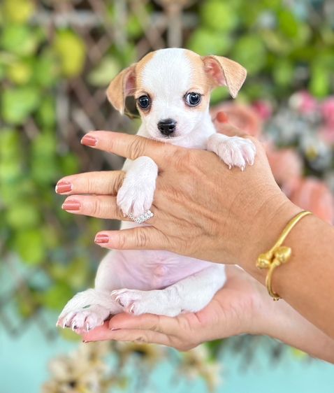 ชิวาวา (Chihuahua) ใหญ่ ขายลูกสุนัขชิวาวา