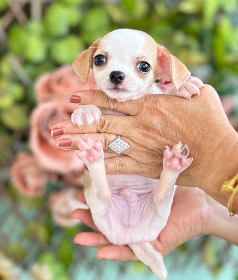 ขายลูกสุนัขชิวาวา รูปที่ 3