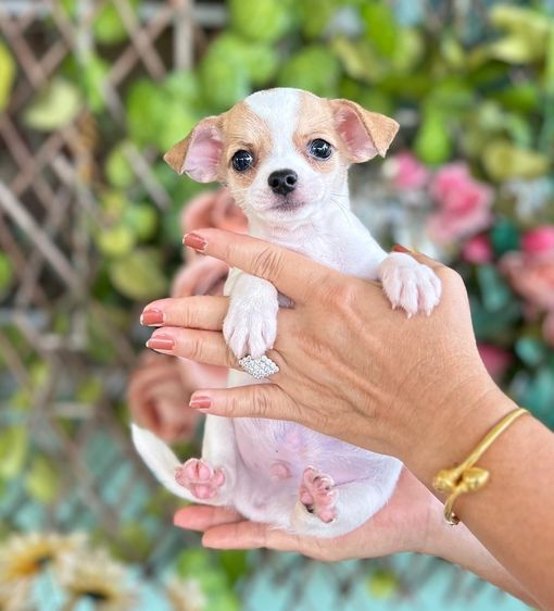 ขายลูกสุนัขชิวาวา รูปที่ 2