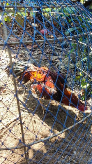 ไก่หนุ่มคัดผ่าน รูปที่ 2