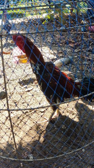 ไก่หนุ่มคัดผ่าน