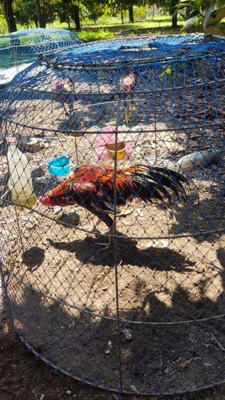 ไก่หนุ่มคัดผ่าน รูปที่ 3