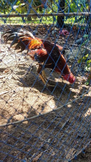 ไก่หนุ่มคัดผ่าน รูปที่ 4