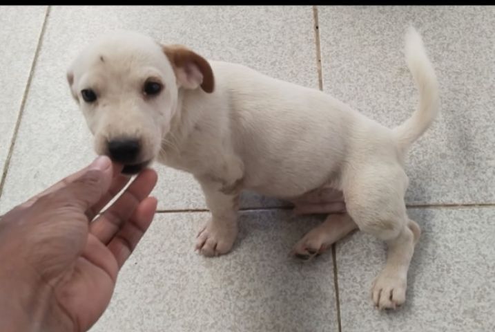 แจ็ค รัสเซลล์ (Jack Russell) เล็ก เเจ็ครัสเซลเพศผู้