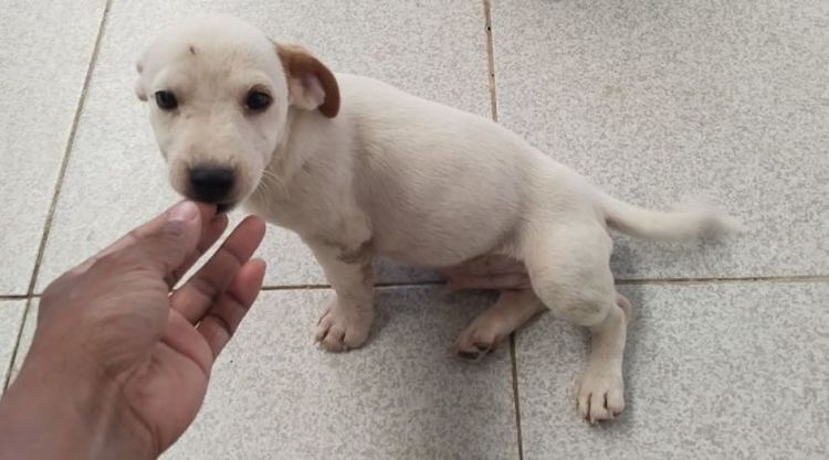 เเจ็ครัสเซลเพศผู้ รูปที่ 3