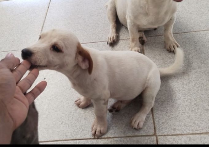 เเจ็ครัสเซลเพศผู้ รูปที่ 2