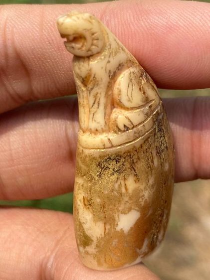 เสือเก่าไม่ทราบที่ รูปที่ 7