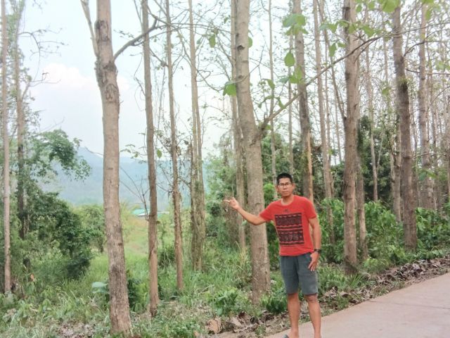 ขายที่ดิน ติดถนนสาธารณะประโยชน์ พร้อมไม้สัก  จำนวน 2 ไร่ 1 งาน พิกัด บ.นาหอ ต.นาหอ อ.ด่านซ้าย จ.เลย มีโฉนด นส.4 จ. ราคา 1.9 ล้านบาท