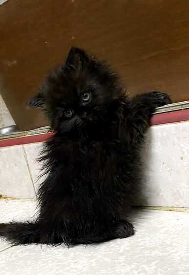 ลูกแมวเปอร์เซีย 1 เดือน 21 วัน รูปที่ 12