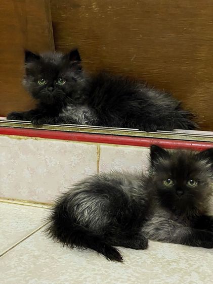 ลูกแมวเปอร์เซีย 1 เดือน 21 วัน รูปที่ 2