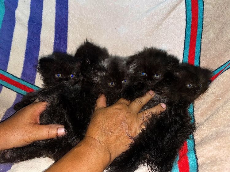 ลูกแมวเปอร์เซีย 1 เดือน 21 วัน รูปที่ 10