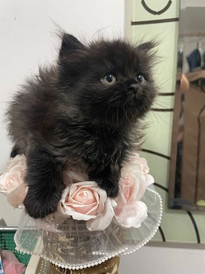 ลูกแมวเปอร์เซีย 1 เดือน 21 วัน รูปที่ 5