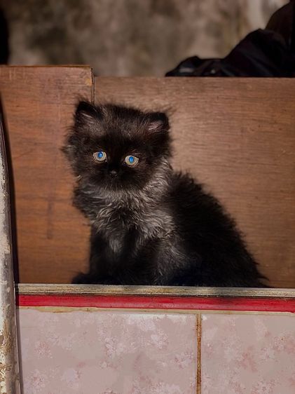 ลูกแมวเปอร์เซีย 1 เดือน 21 วัน รูปที่ 3