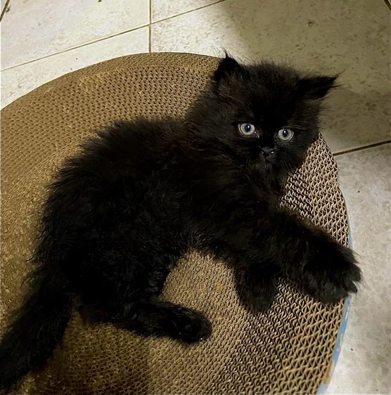 ลูกแมวเปอร์เซีย 1 เดือน 21 วัน รูปที่ 13