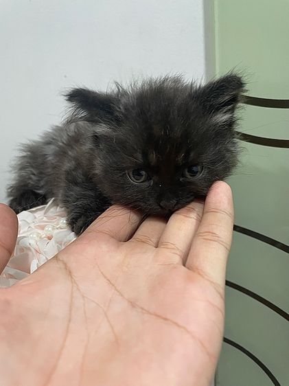 ลูกแมวเปอร์เซีย 1 เดือน 21 วัน รูปที่ 9