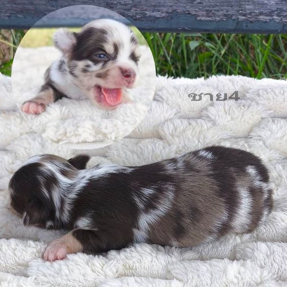 ลูกชิวาวา (ลายหินอ่อน) รูปที่ 5