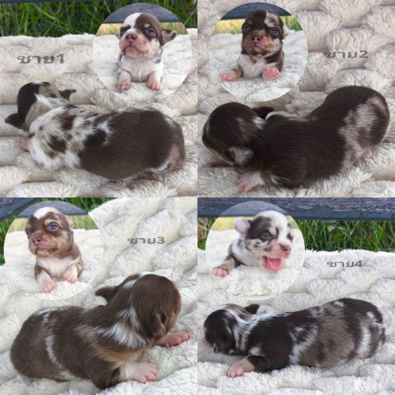 ลูกชิวาวา (ลายหินอ่อน)