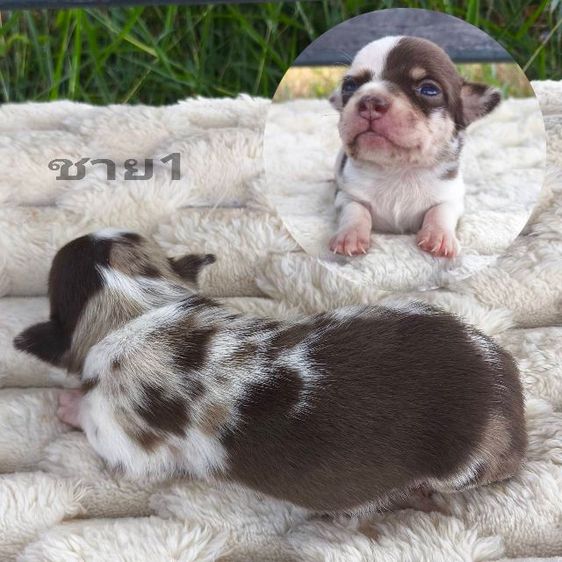 ลูกชิวาวา (ลายหินอ่อน) รูปที่ 2