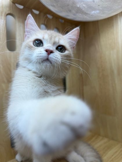 ดช บริติช🌿wcf📍ผ่อนไปเลี้ยงไป รูปที่ 9