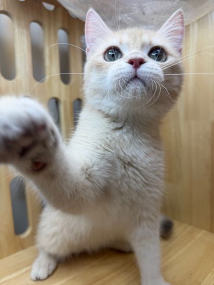 ดช บริติช🌿wcf📍ผ่อนไปเลี้ยงไป รูปที่ 2