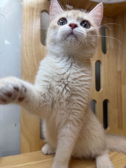 ดช บริติช🌿wcf📍ผ่อนไปเลี้ยงไป รูปที่ 10