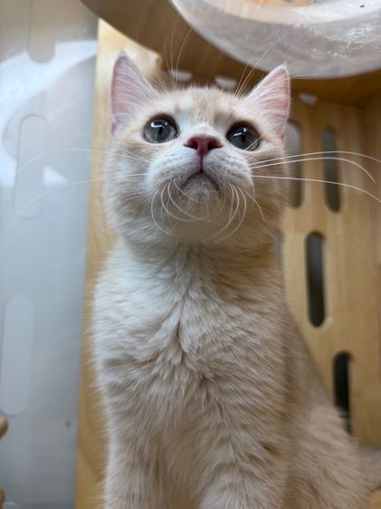 ดช บริติช🌿wcf📍ผ่อนไปเลี้ยงไป รูปที่ 7