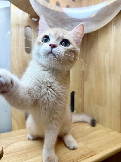บริติช ชอร์ตแฮร์ (British Shorthair) ดช บริติช🌿wcf📍ผ่อนไปเลี้ยงไป