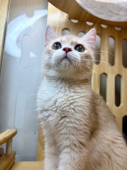 ดช บริติช🌿wcf📍ผ่อนไปเลี้ยงไป รูปที่ 5