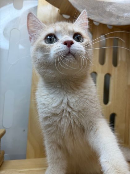 ดช บริติช🌿wcf📍ผ่อนไปเลี้ยงไป รูปที่ 4