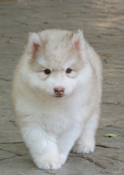 ไซบีเรียนฮัสกี้แท้ ฟาร์มไซบีเรียนชุมพร สายพันธุ์ดี ขนแน่น หน้าหมี รูปที่ 9