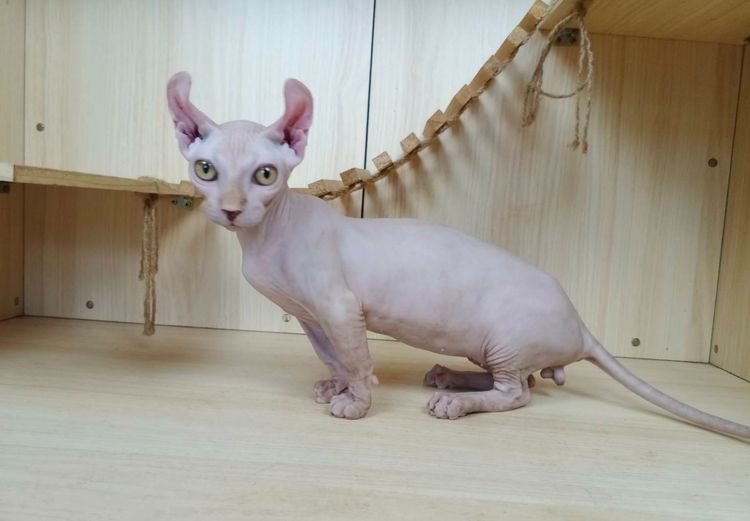 30.แมวดเวล เพศผู้ Dwelf Cat Male รูปที่ 7