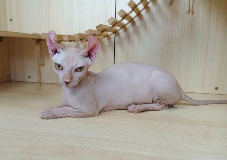 30.แมวดเวล เพศผู้ Dwelf Cat Male รูปที่ 9