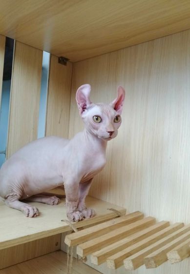 30.แมวดเวล เพศผู้ Dwelf Cat Male รูปที่ 5