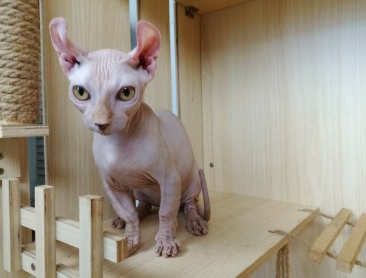 30.แมวดเวล เพศผู้ Dwelf Cat Male รูปที่ 3