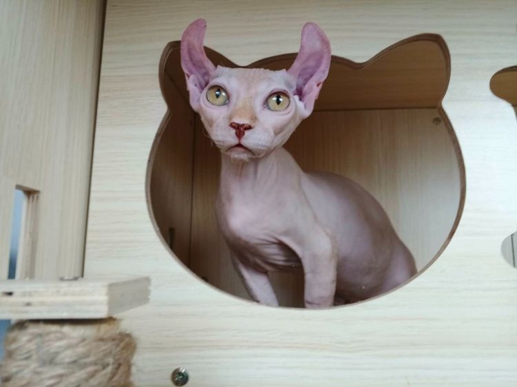 30.แมวดเวล เพศผู้ Dwelf Cat Male รูปที่ 4