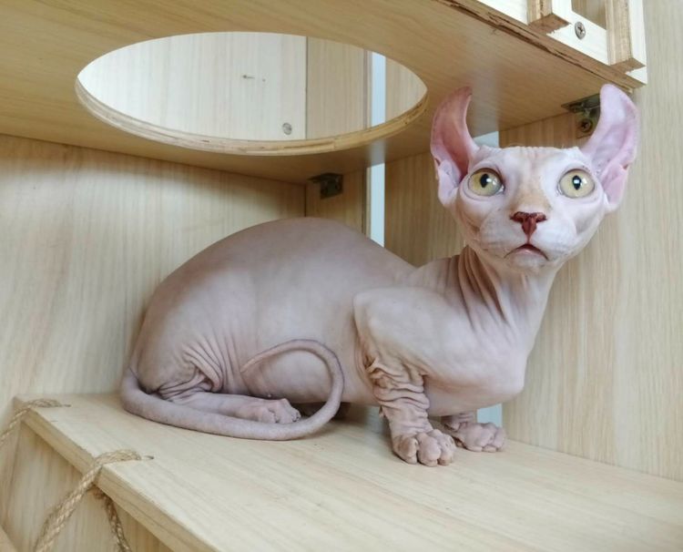 30.แมวดเวล เพศผู้ Dwelf Cat Male รูปที่ 2