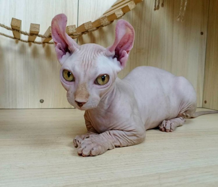 30.แมวดเวล เพศผู้ Dwelf Cat Male รูปที่ 8