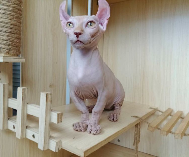 สฟิงซ์ (Sphynx) 30.แมวดเวล เพศผู้ Dwelf Cat Male