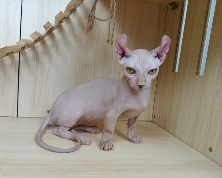 30.แมวดเวล เพศผู้ Dwelf Cat Male รูปที่ 6