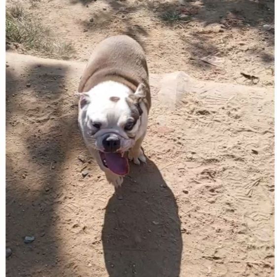 บลูด็อก bulldog น้องหมูเด้ง รูปที่ 3